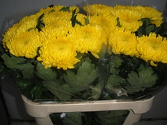 Chrysanth Single Rivalry 80cm 110gr.