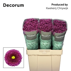 Chrysanth Santini Purpetta 55cm 40gr.