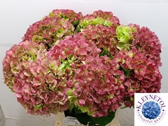 Hydrangea Verena Classic 60cm 20-22cm Hd