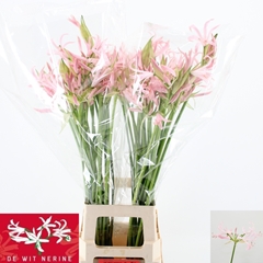 Nerine Sofie 70cm
