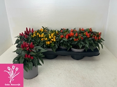 Capsicum Salsa Mix 10Ø 18cm