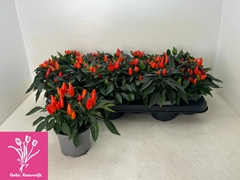 Capsicum Salsa Dark Orange 10Ø 19cm
