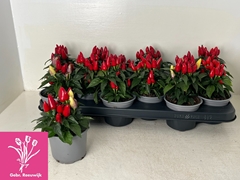 Capsicum Salsa Red 10Ø 19cm