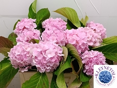 Hydrangea Verena 50cm 14-16cm Hd