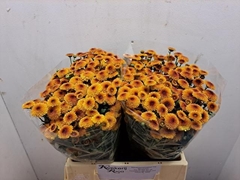 Chrysanth Santini Calimero Apricot 40cm 26gr.