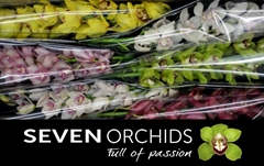 Cymbidium Mix 80cm