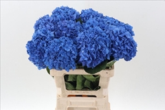 Hydrangea Pimpernel 60cm 16-18cm Hd