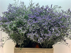 Limonium Maine Blue 70cm 35gr.