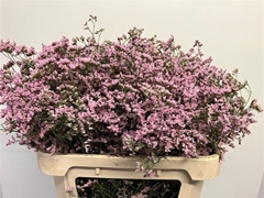 Limonium Safora Oshi Pink 80cm 45gr.