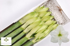 Hippeastrum Mont Blanc 85cm