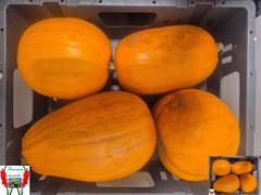 Cucurbita Maxima Halloween 15cm