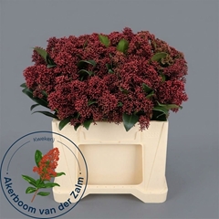 Skimmia Japonica Rubella Per Bunch 35cm