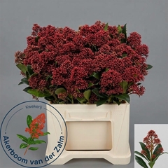 Skimmia Japonica Rubella Per Bunch 40cm