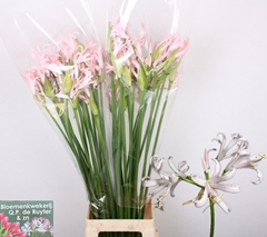 Nerine Sofie 65cm