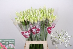 Nerine Bianca Perla 70cm