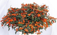 Euphorbia Fulgens Spray Queen Of Orange 80cm 15cm Hd