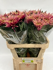 Chrysanth Single Tula Sharletta 80cm 120gr.