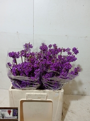 Callicarpa Bodinieri Profusion 60cm