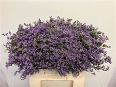 Limonium Maine Blue 60cm 25gr.
