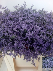 Limonium Tall Emille 60cm 20gr.
