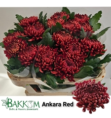 Chrysanth Single Ankara Red 70cm 105gr.