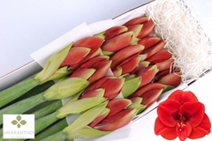 Hippeastrum Ferrari 75cm