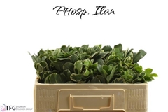 Pittosporum Tobira Ilan 45cm