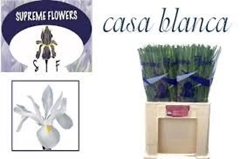 Iris Casablanca 62cm 38gr.