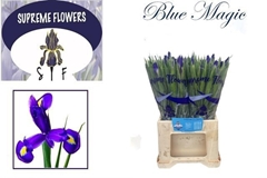 Iris Blue Magic 52cm 30gr.