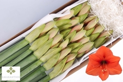 Hippeastrum Desire 75cm