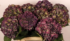 Hydrangea Elbtal Classic 80cm 18-20cm Hd