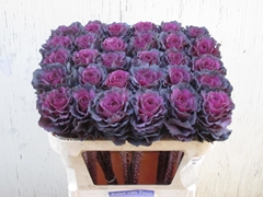 Brassica Elegance 70cm