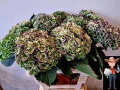 Hydrangea Revolution Classic 60cm 13-15cm Hd