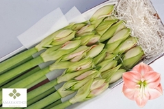 Hippeastrum Darling 60cm