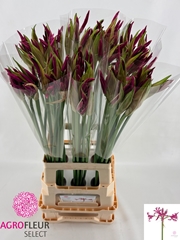 Nerine Alexandra 80cm