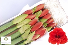 Hippeastrum Ferrari 80cm