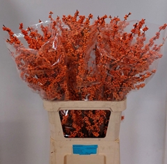 Ilex Winter Gold 100cm