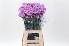 Dianthus Single Florigene Moonaqua 70cm