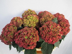 Hydrangea Royal Anastasia Classic 80cm 17-19cm Hd