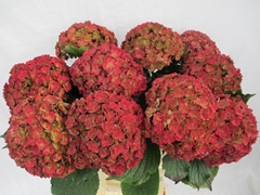 Hydrangea Royal Anastasia Classic 60cm 15-17cm Hd