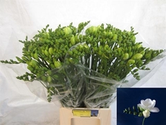 Freesia Double Essence 55cm 20gr.
