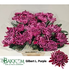 Chrysanth Single Gilbert Leagh Purple 80cm 95gr.