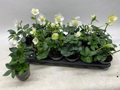 Helleborus Little Star 9Ø 21cm