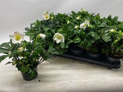 Helleborus Happy Day 12Ø 24cm