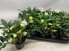 Helleborus Happy Day 12Ø 26cm