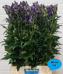 Aconitum Carmichaelii Arendsii 90cm