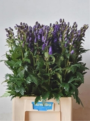 Aconitum Carmichaelii Arendsii 80cm
