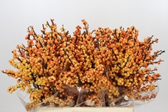 Ilex Magical Cresgold 60cm