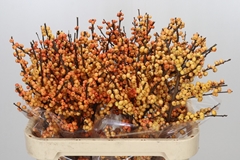 Ilex Magical Cresgold 80cm
