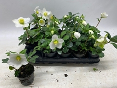 Helleborus Little Star 7Ø 18cm